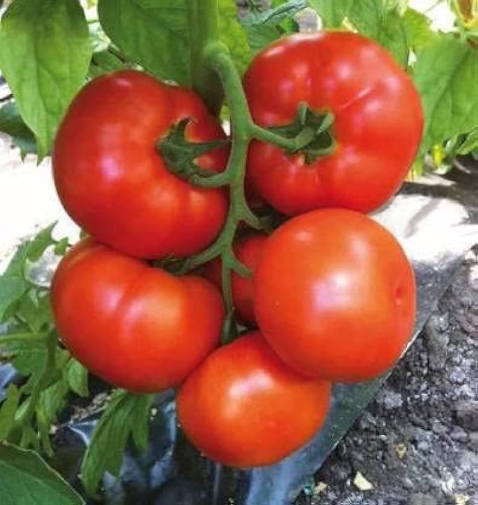 Basket tomato plant grown from seeds with small, round fruits ideal for hanging baskets